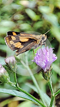 Butterfly on flowers at garden