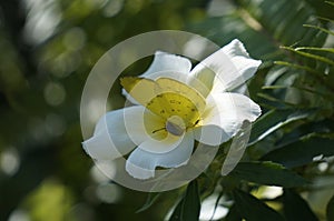 Butterfly and flowers at the garden