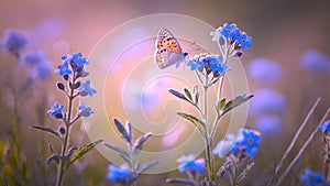 Butterfly on flowers in a meadow