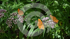 Butterfly on flowers in the Parco dei Monti Simbruini