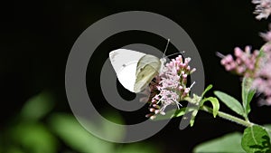 Butterfly on flowers in the Parco dei Monti Simbruini