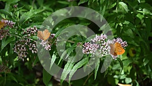 Butterfly on flowers in the Parco dei Monti Simbruini