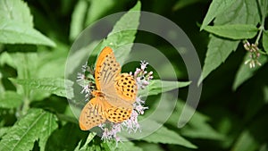 Butterfly on flowers in the Parco dei Monti Simbruini