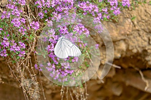 Butterfly and flowers photo