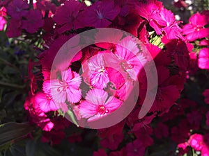 The butterfly flowers