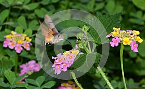Butterfly on flowers