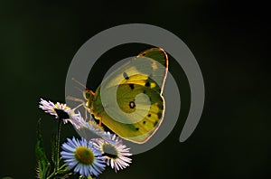 Butterfly flowers