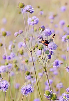 Butterfly on flowers