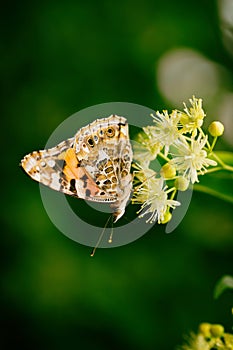 Butterfly on flowers of a tree drinks nectar