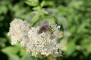 Motýľ na kvete trávy. Slovensko