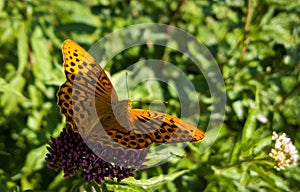 Butterfly on the pink flower. Slovakia