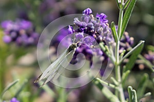 Butterfly on the purple flower. Slovakia