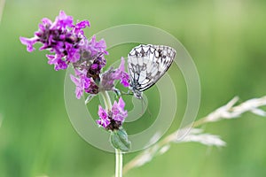 Butterfly on the purple flower. Slovakia