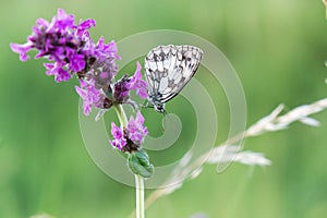 Butterfly on the purple flower. Slovakia