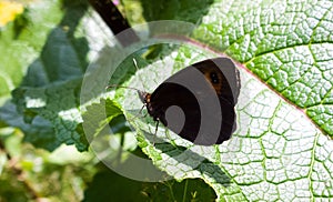 Butterfly on the grass flower. Slovakia