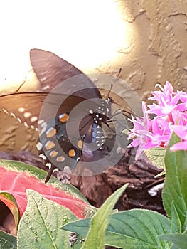 Butterfly Flutter Flight