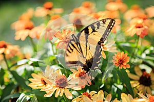 Butterfly Fluttering Flight Peach Flowers