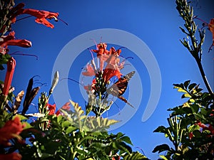 Butterfly fly among the Honeysuckle flowers under the sunshine blue sky. Macro photography