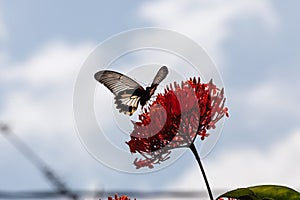 Butterfly flying on the flower background sky