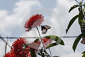 Butterfly flying on the flower background sky