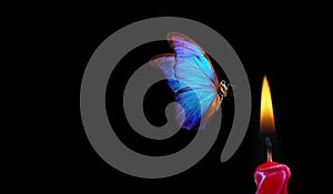 Butterfly flying into the light of a candle. bright tropical morpho butterfly and candle flame on black background. temptation and