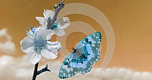 Butterfly flying open wings almond almods tree flower background srping isolated blue sky