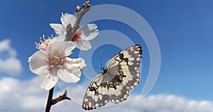 Butterfly flying open wings almond almods tree flower background srping isolated blue sky