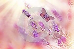 Butterfly flying over lavender