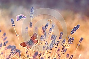 Butterfly flying over lavender, butterflies on lavender
