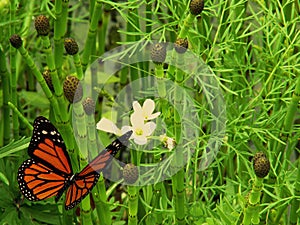 Butterfly flying to flower