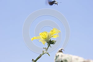 Butterfly flying on the yellow flower and waiting for standing (Jiaxing,zhejiang)