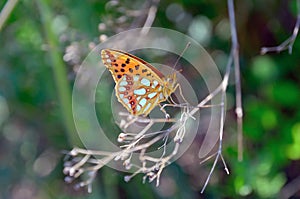 Butterfly with folded the wings of yellow orange color in the wild