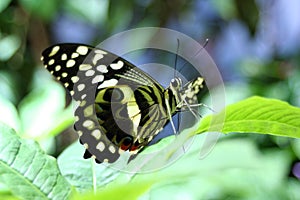 Butterfly Foliage