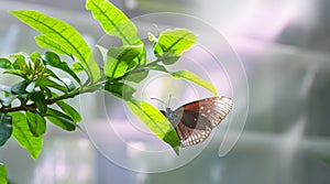 Butterfly in the foliage.