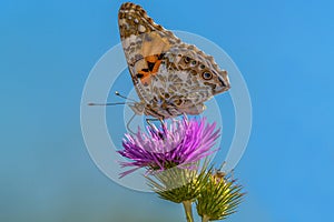 Butterfly foraging a milk thistle flower photo