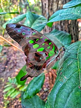 Butterfly in the forest