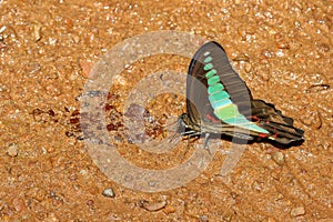 butterfly in forest