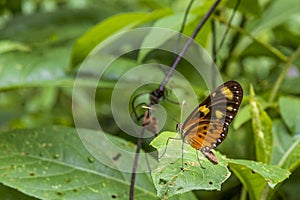 Butterfly in forest at Amboro national park. photo