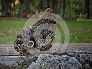 Butterfly in a forest with blurred background