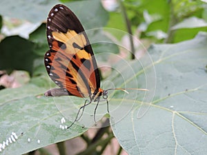 Butterfly in a forest with blurred background photo
