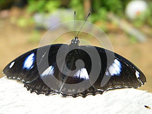 A butterfly found in the Sinharaja forest region