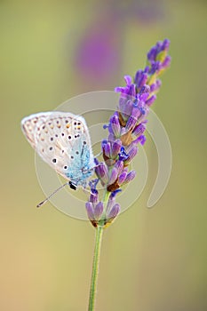 Butterfly on French lavender