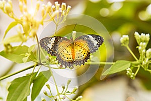 Butterfly in fresh garden