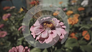 Butterfly frightens away bee from flower