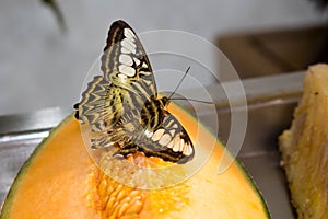 Butterfly on fruits