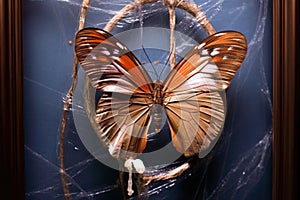 butterfly fully emerged, resting next to empty chrysalis