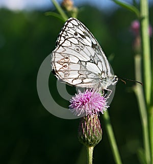 Butterfly galathea melanargia at pink flower