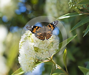 Butterfly in Garden