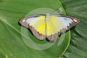 Butterfly in the garden.