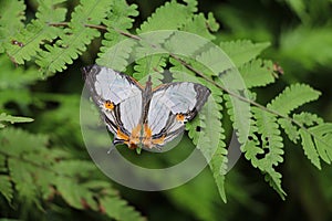 Butterfly in the garden.